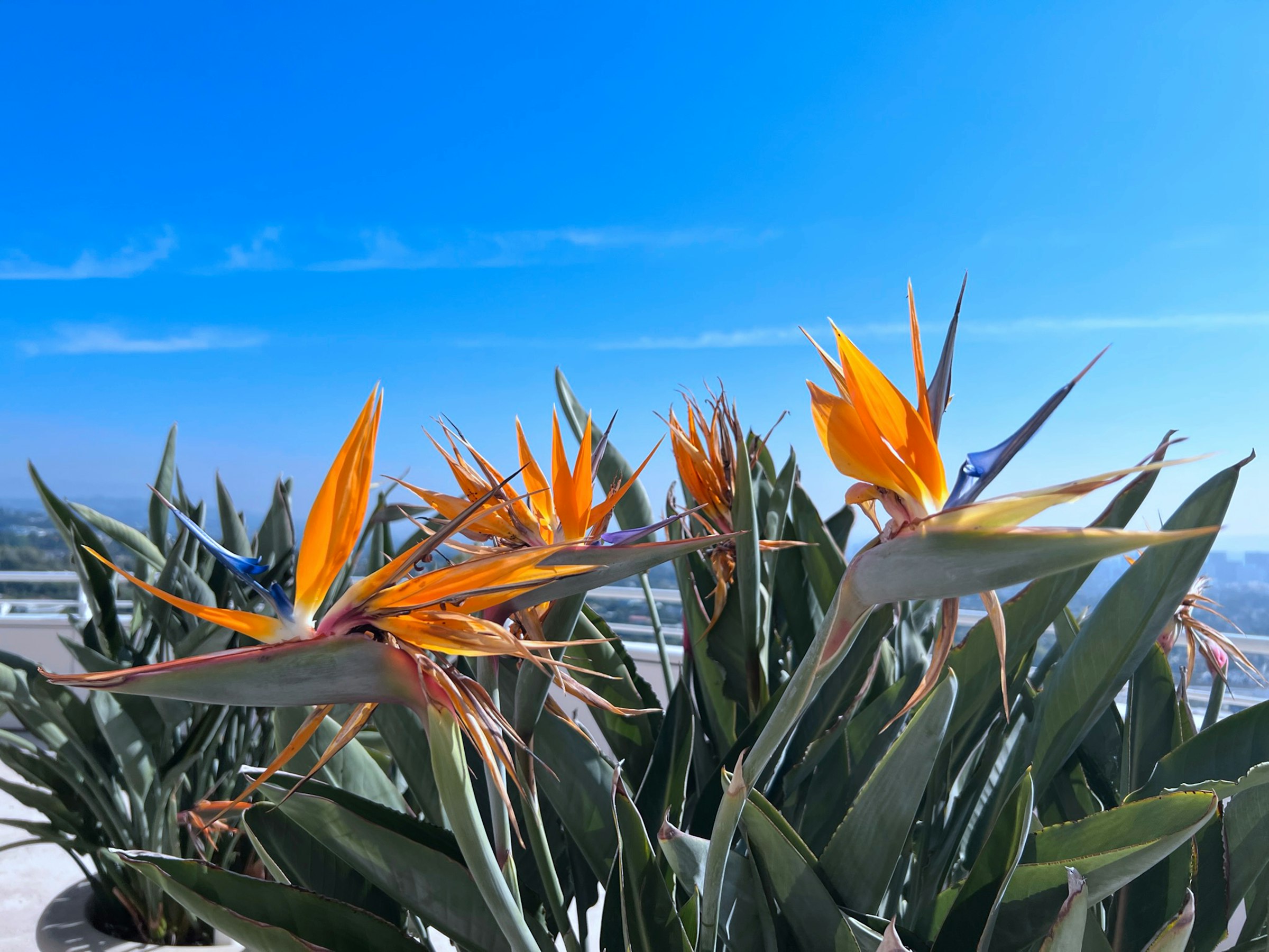 Bird of paradise flowers in bloom under a blue California sky